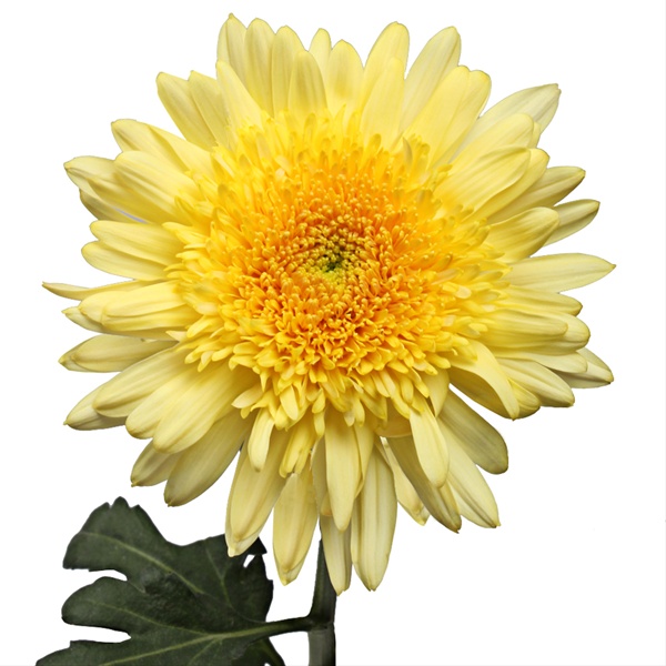 Chrys Cremon Yellow Eleonora Disbuds/Mums Chrysanthemum Flowers